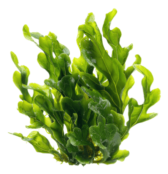 vecteezy algas png