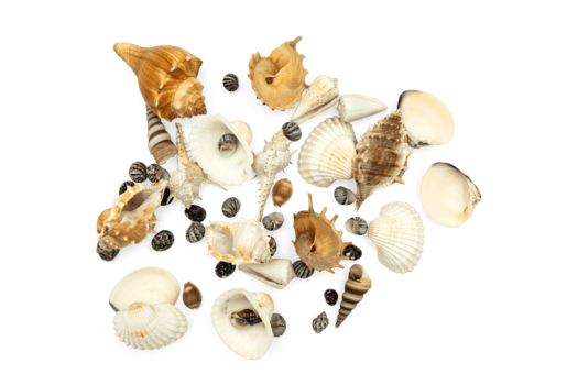 vecteezy conchitas png